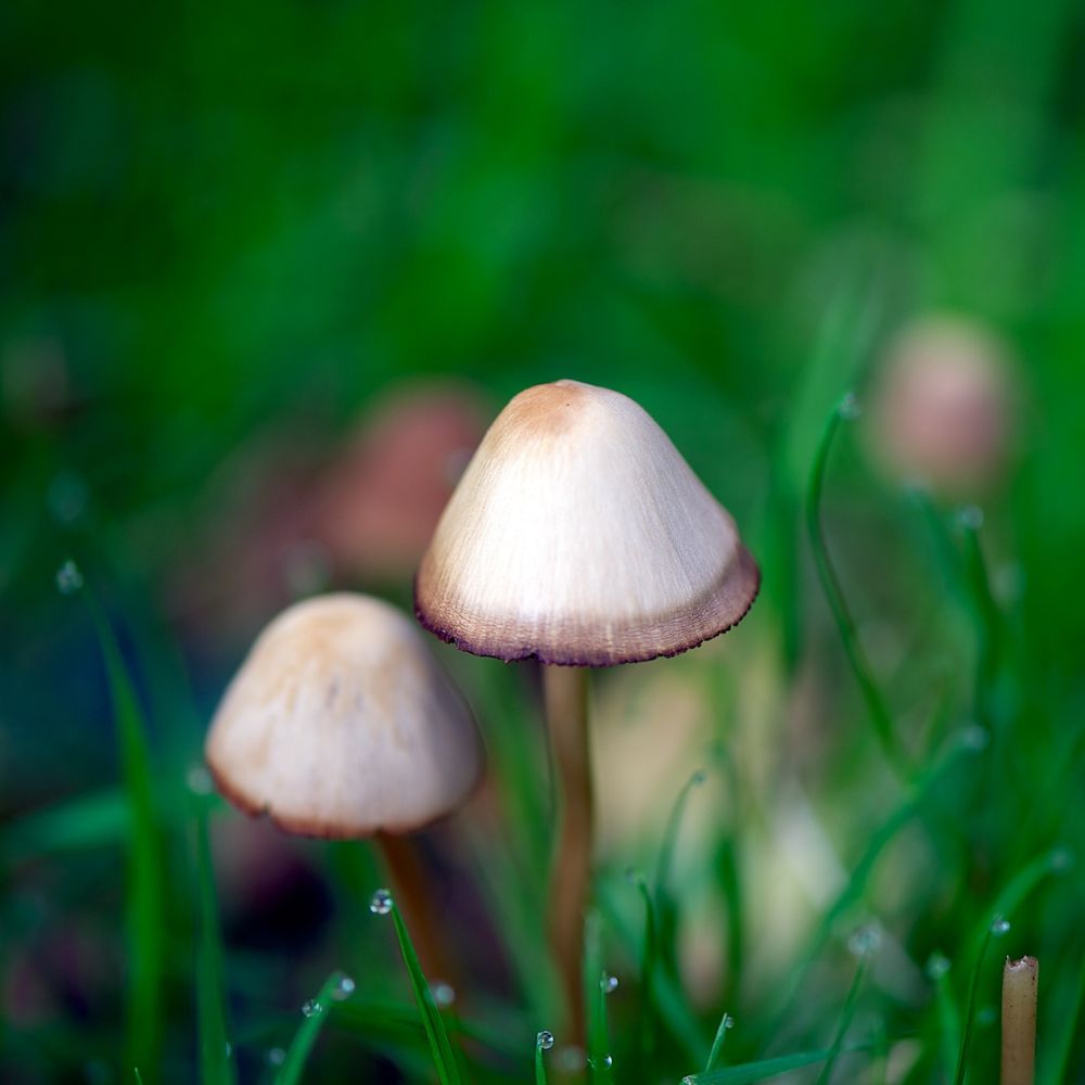 Łysiczka lancetowata